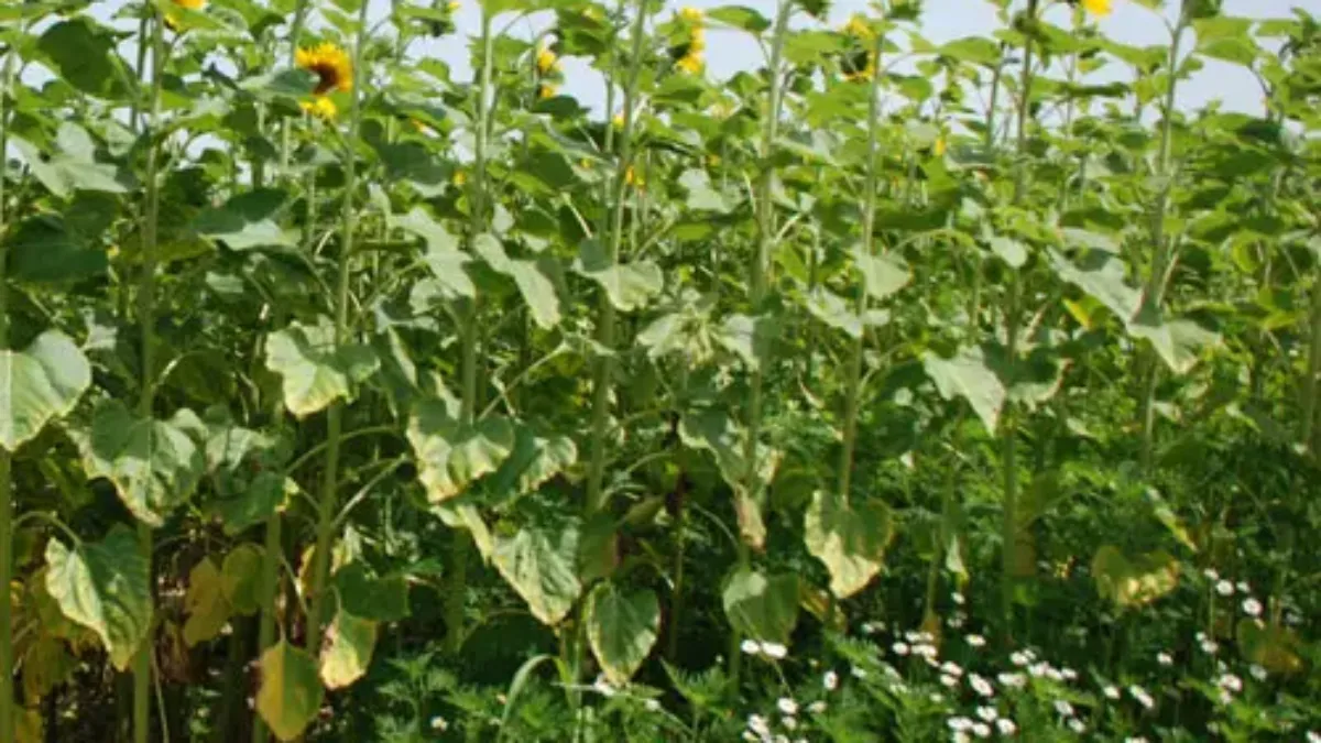 ambroisie tournesol