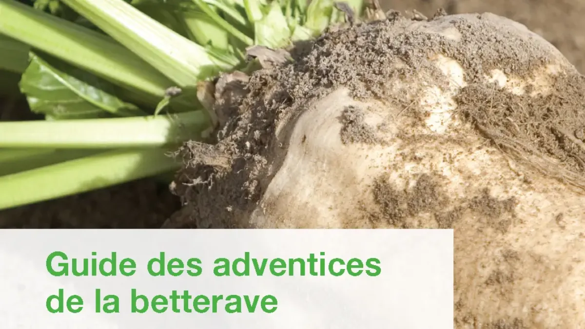 guide des adventices de la betterave