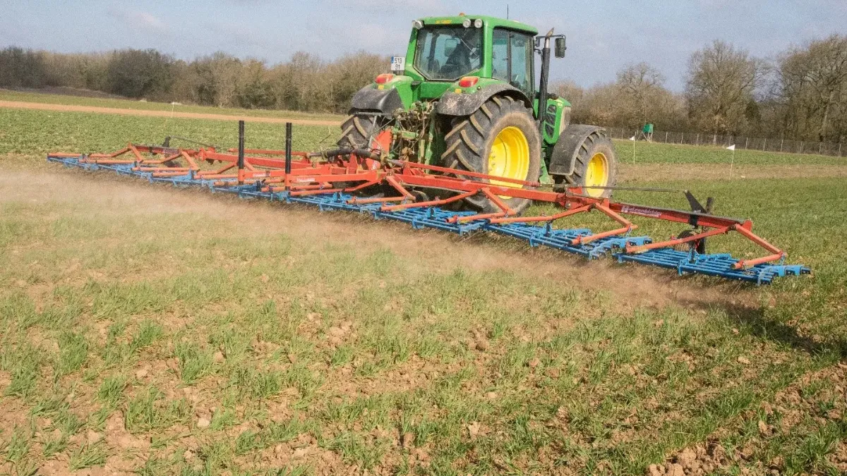 herse étrille : désherbage mécanique du blé