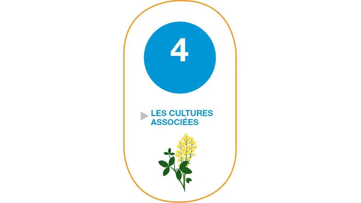 couverts associés colza