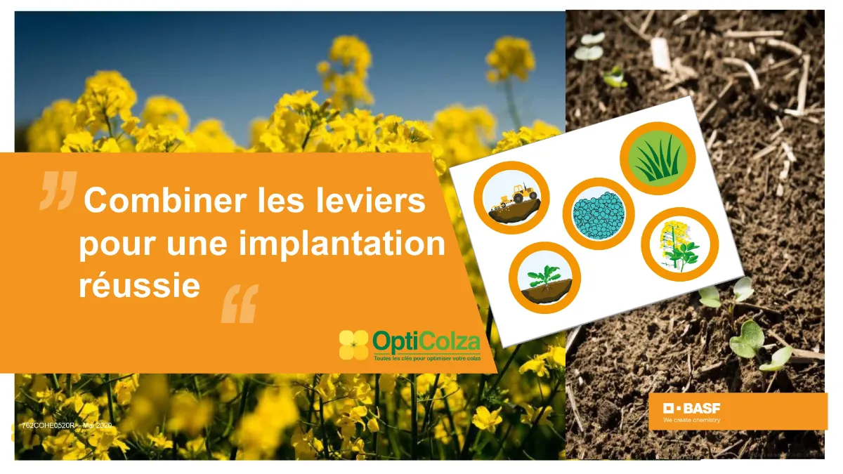 réussir l'implantation du colza : combiner les leviers