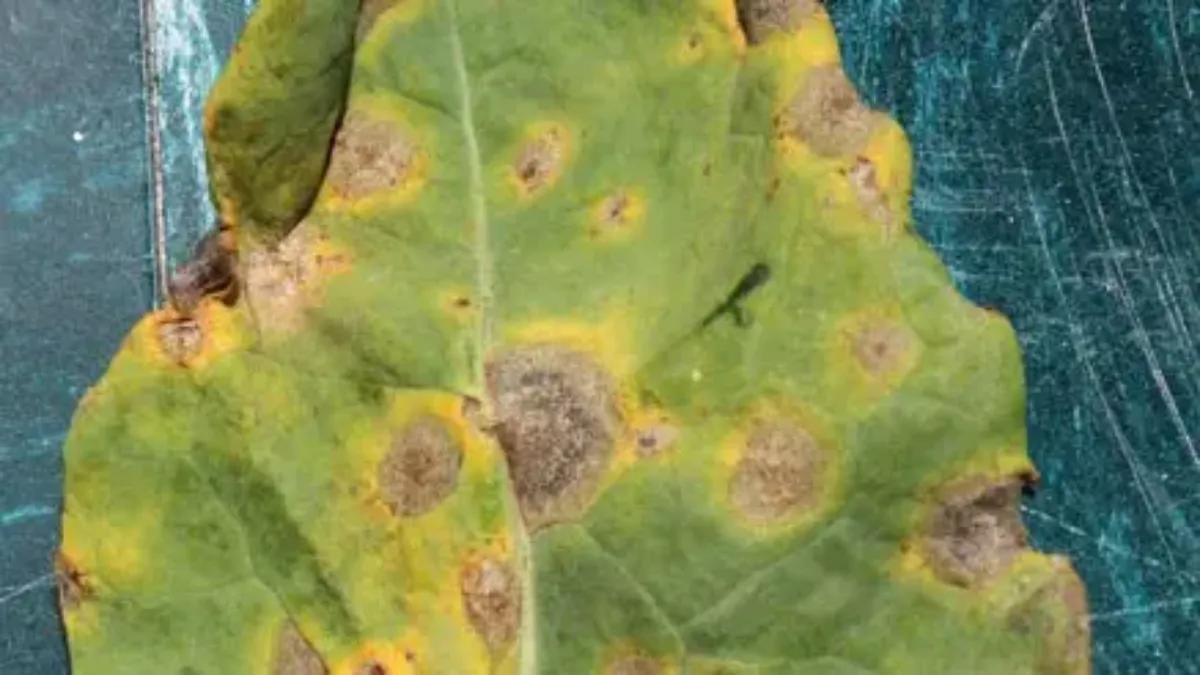 mycosphaerella sur limbe de colza