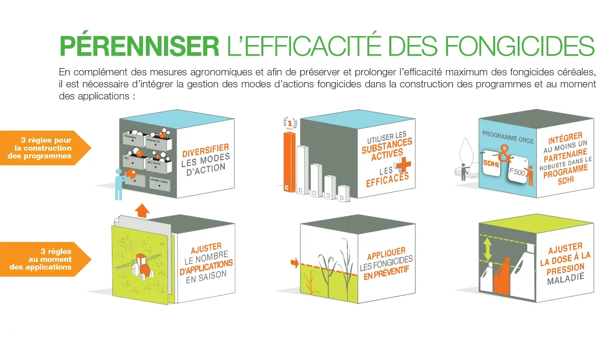 protection fongicide de l'orge : pérenniser l'efficacité des fongicides