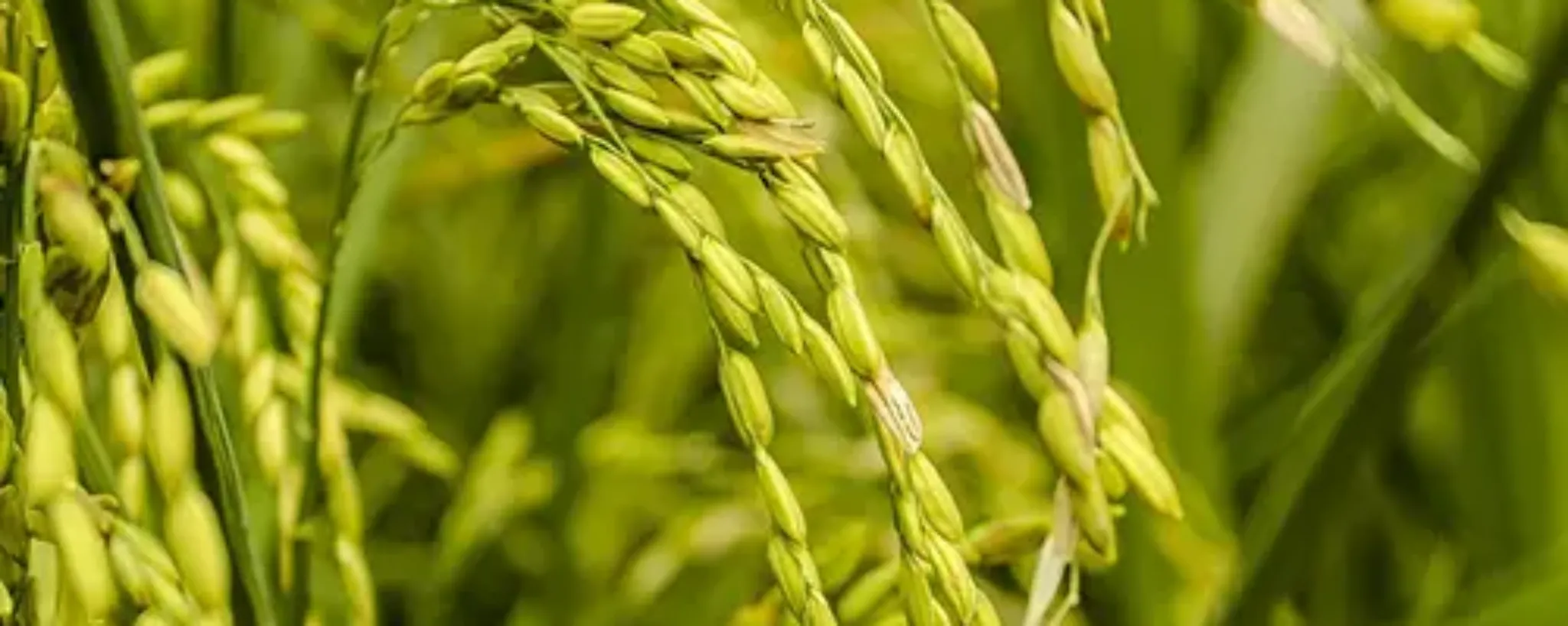 Arroz
