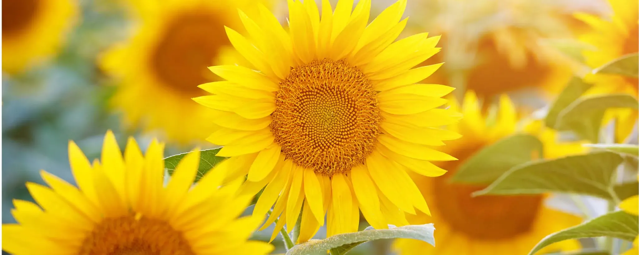 Girasol