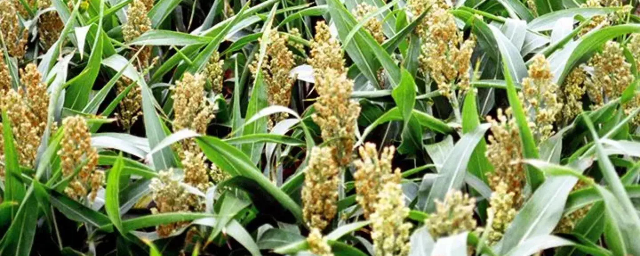 Sorgo