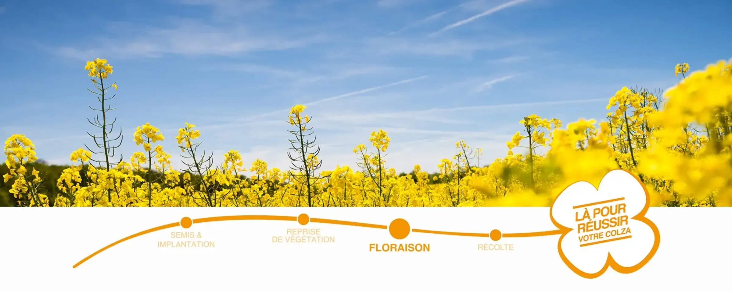 header-colza-basf-floraison-colza