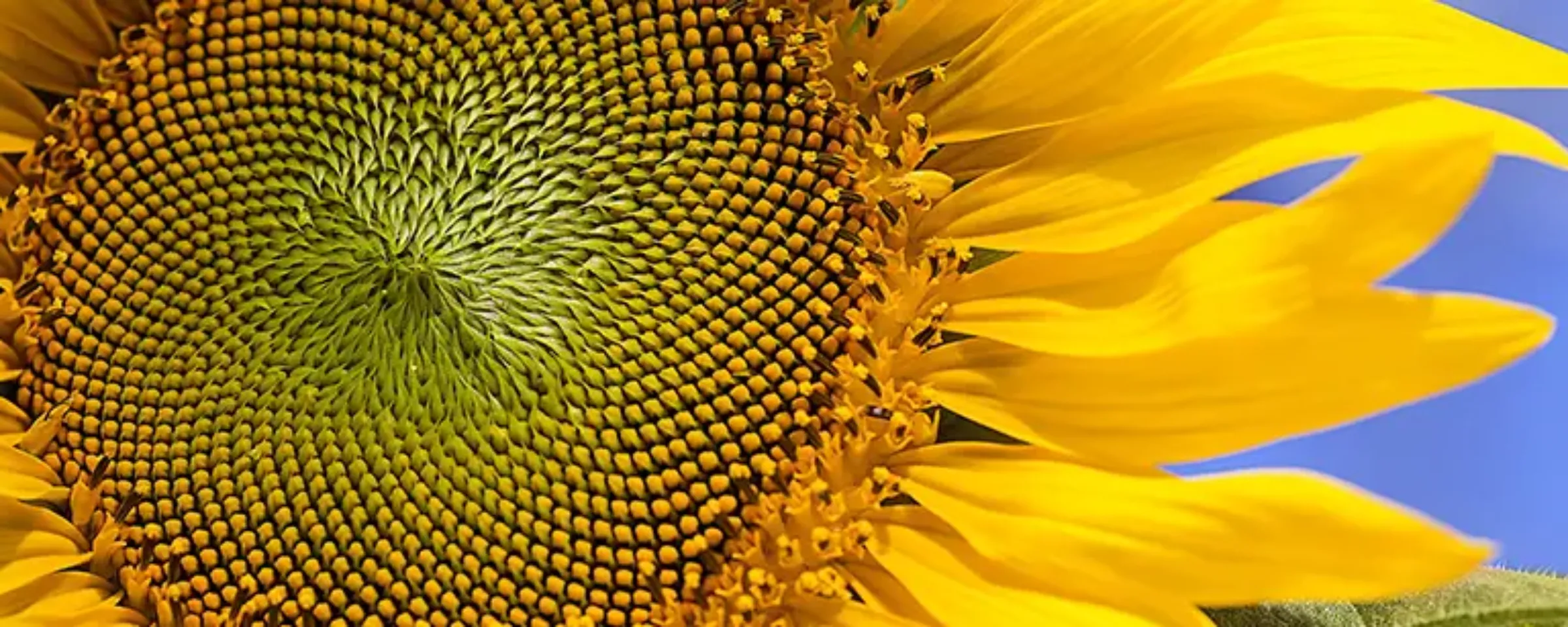 Tout savoir sur la culture du tournesol