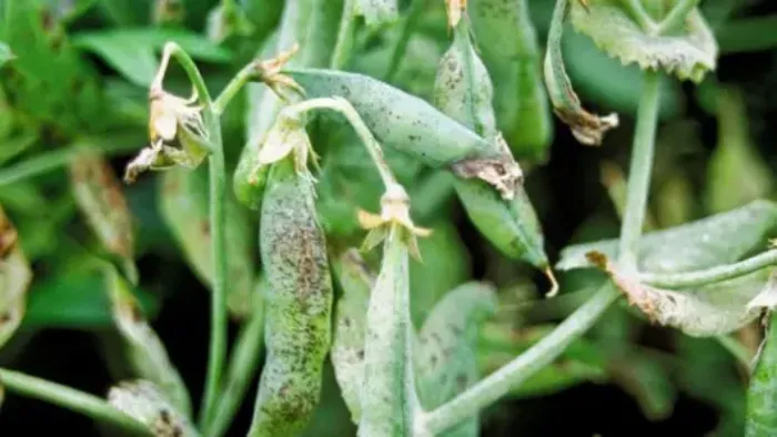 Anthracnose du pois