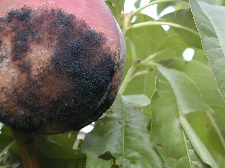 rhizopus