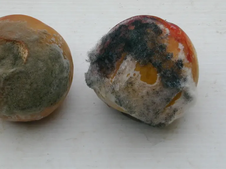 botrytis