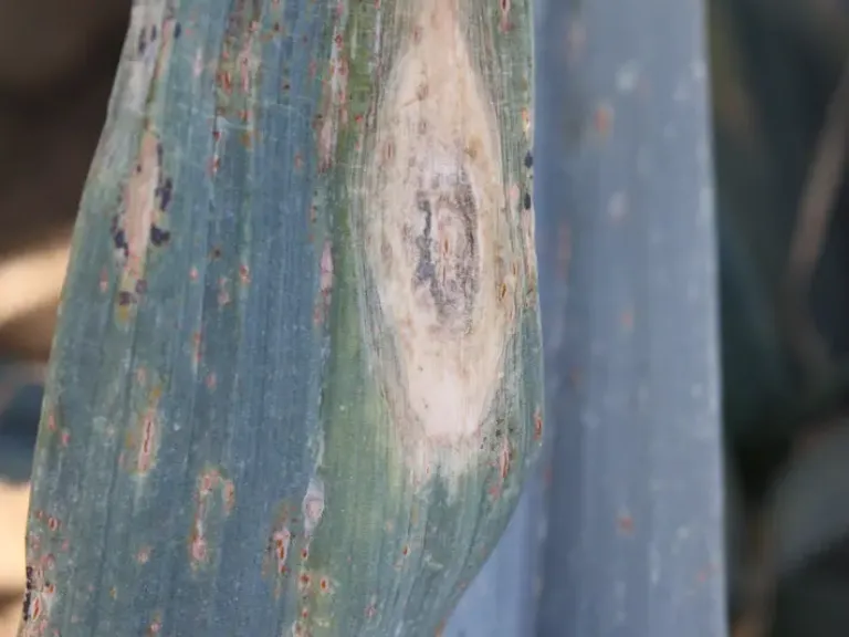 Alternaria porri