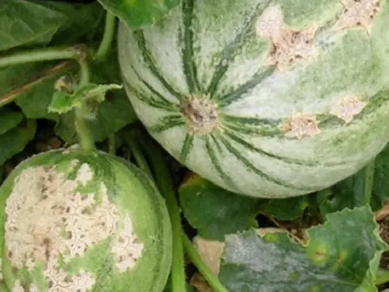 Cladosporiose melon